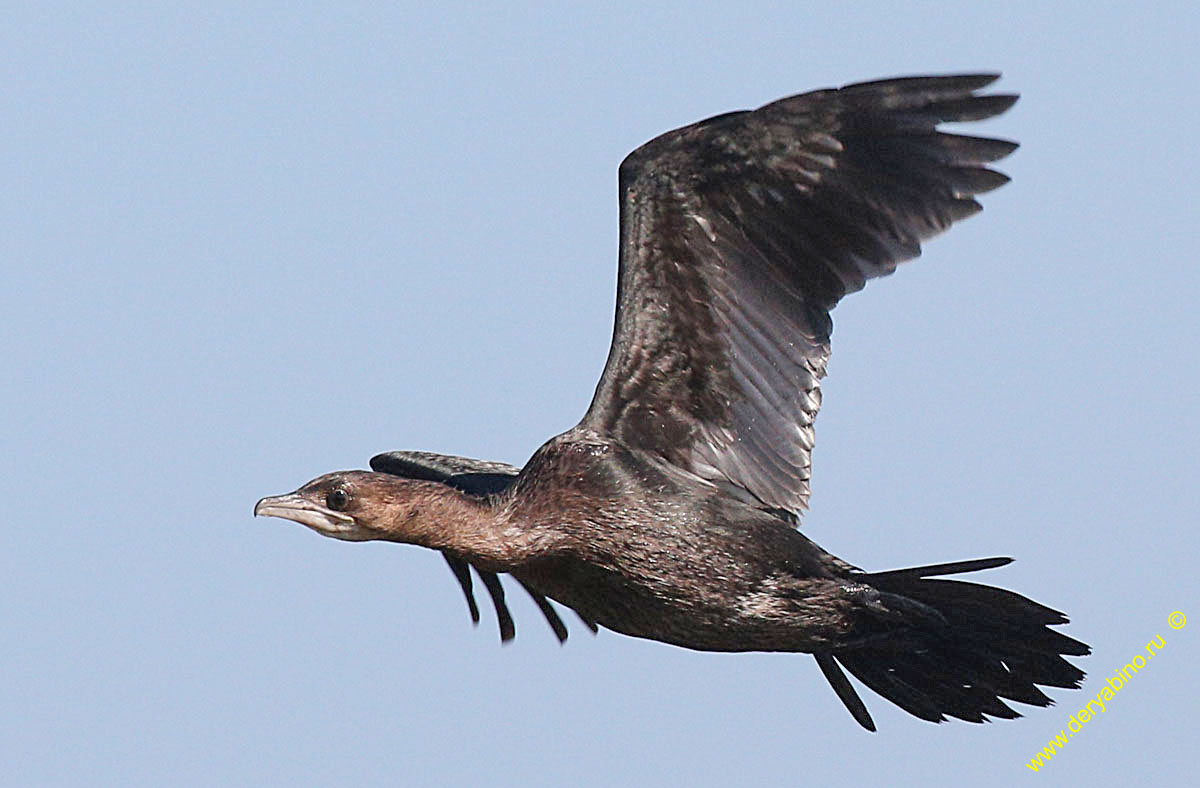   Phalacrocorax pygmeus Pygmy cormorant