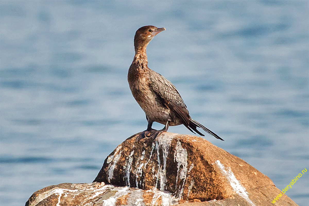   Phalacrocorax pygmeus Pygmy cormorant