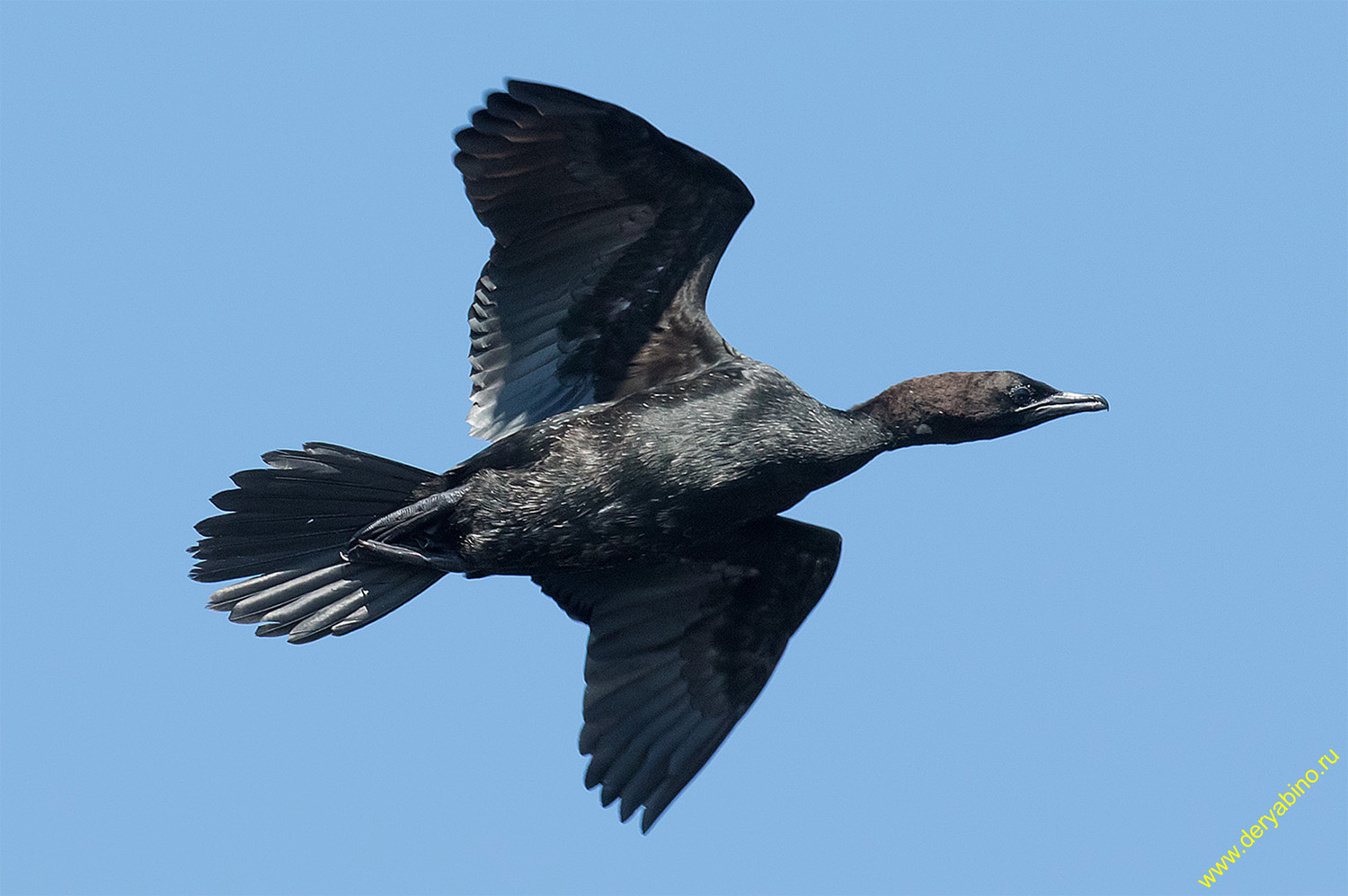   Phalacrocorax pygmeus Pygmy cormorant