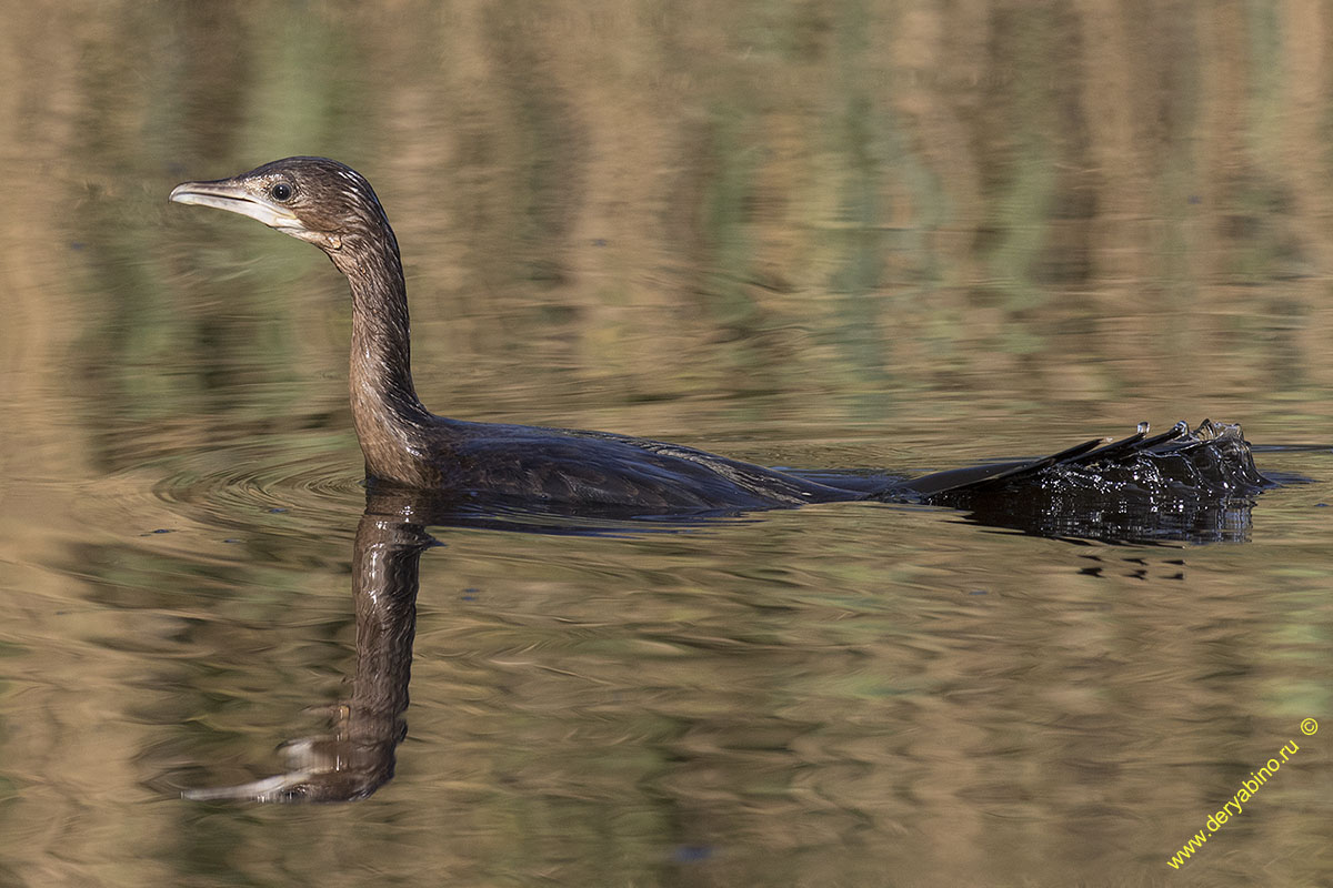   Phalacrocorax pygmeus Pygmy cormorant