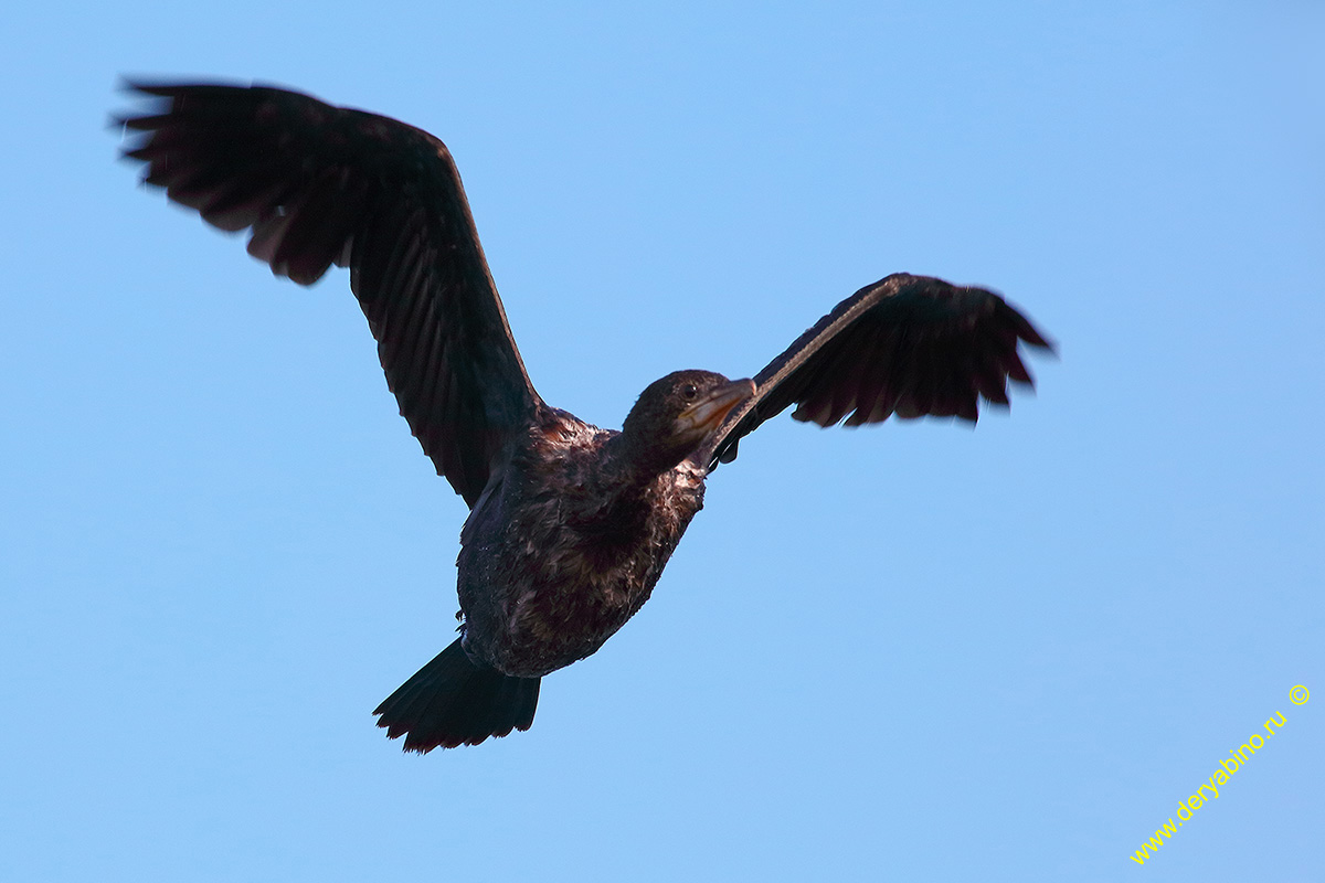   Phalacrocorax pygmeus Pygmy cormorant