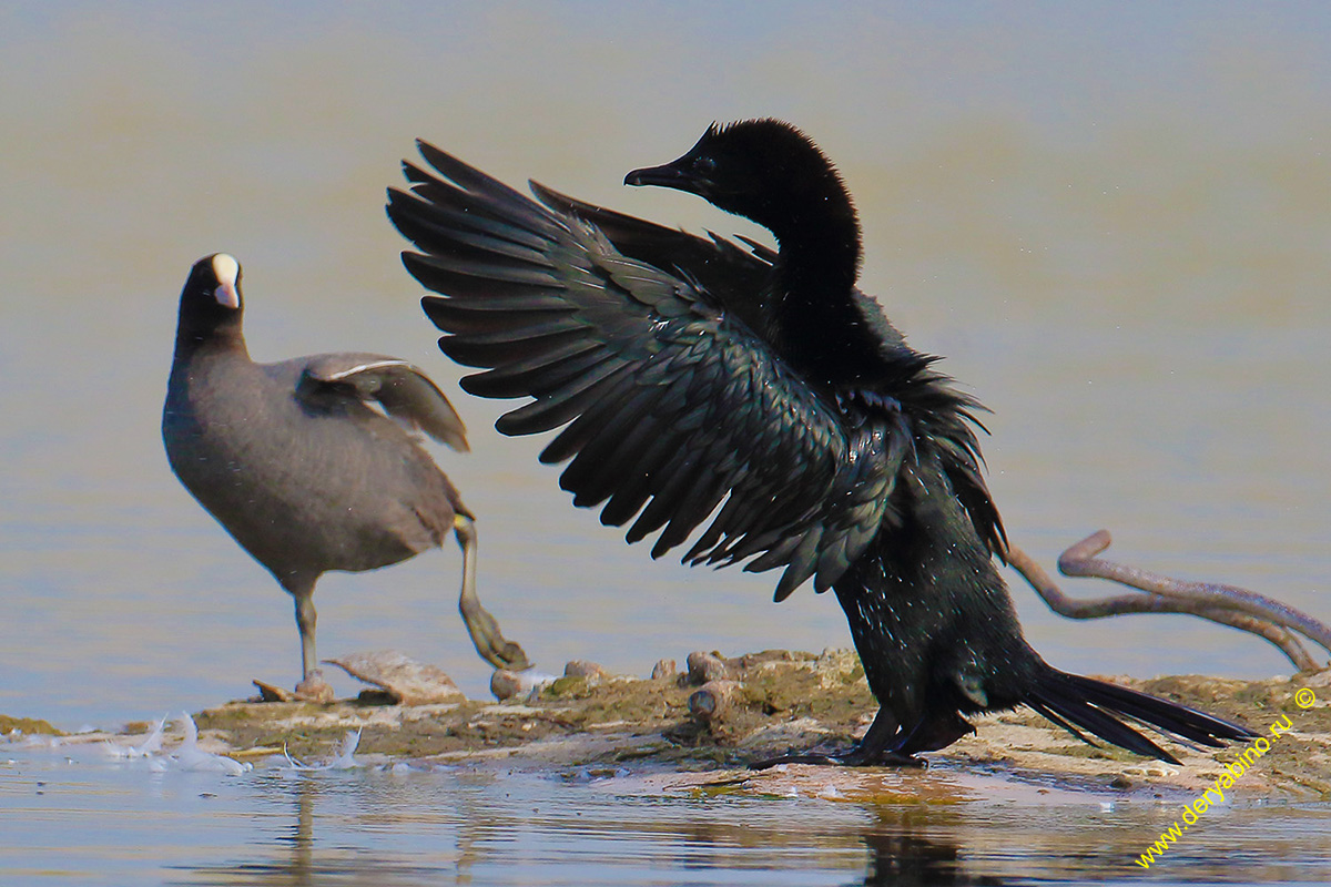   Phalacrocorax pygmeus Pygmy cormorant