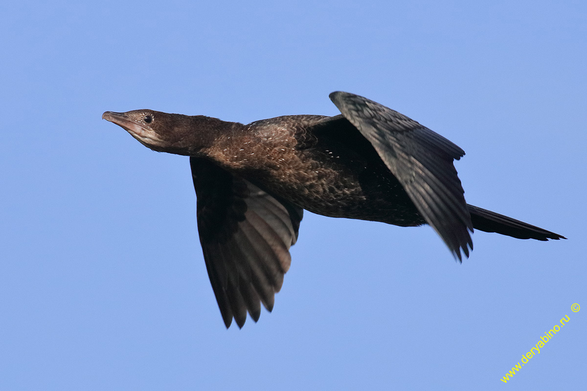   Phalacrocorax pygmeus Pygmy cormorant