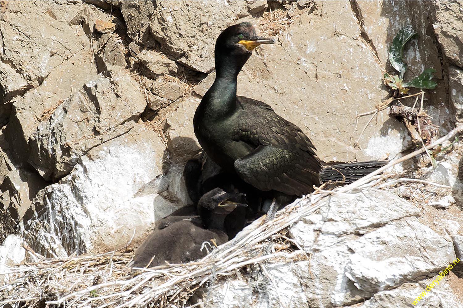   Phalacrocorax aristotelis European shag