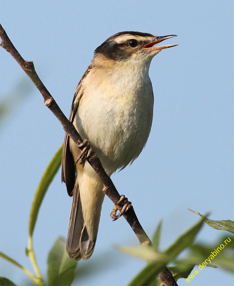 - Acrocephalus schoenobaenus Sedge Warbler