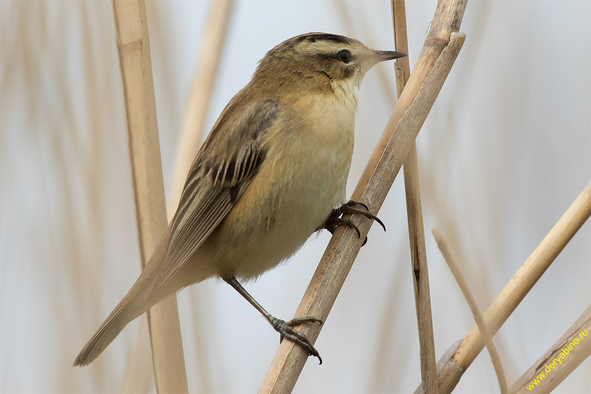 - Acrocephalus schoenobaenus Sedge Warbler