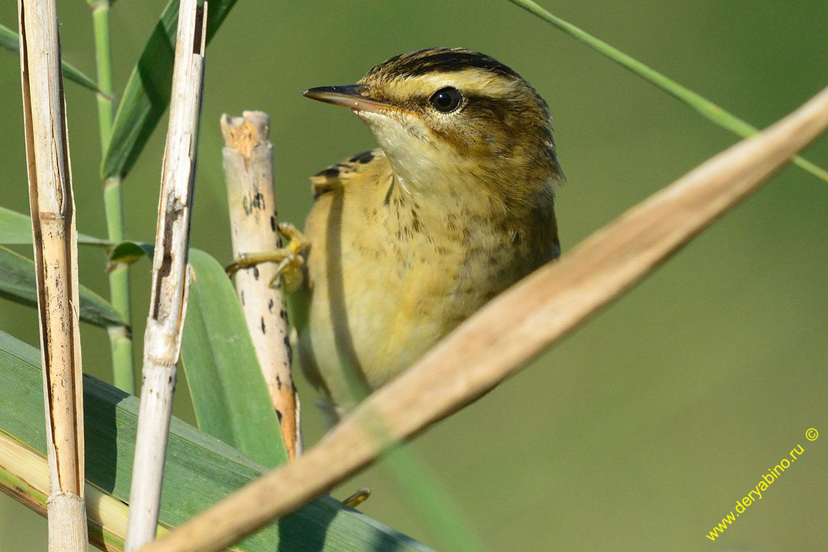 - Acrocephalus schoenobaenus Sedge Warbler