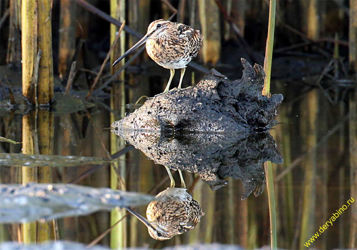  Gallinago gallinago Common Snipe