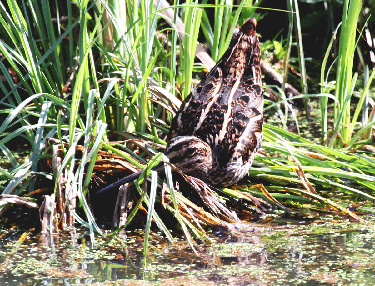  Gallinago gallinago Common Snipe