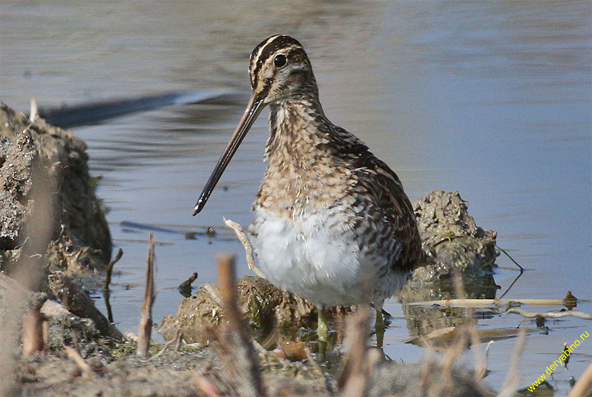  Gallinago gallinago Common Snipe