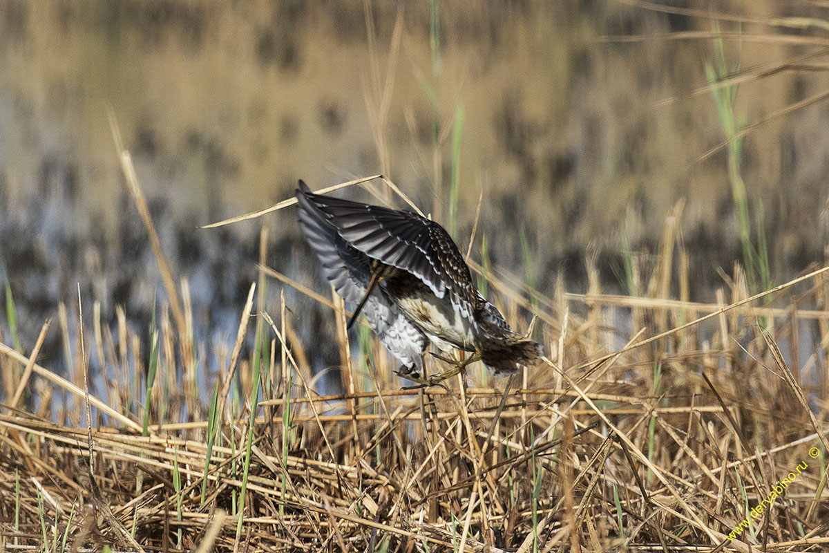  Gallinago gallinago Common Snipe