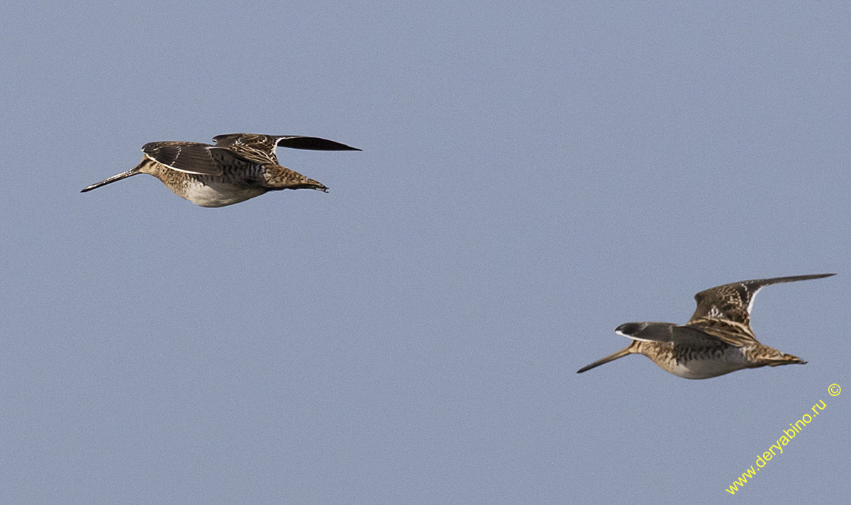  Gallinago gallinago Common Snipe