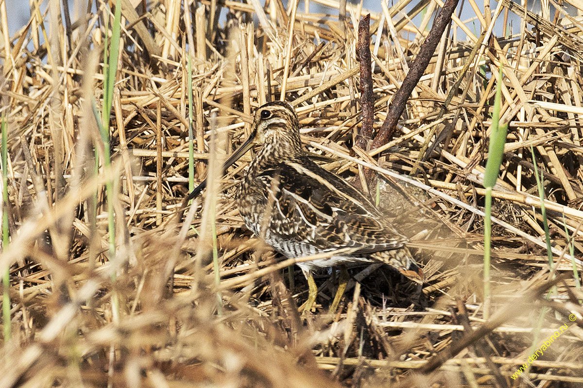  Gallinago gallinago Common Snipe