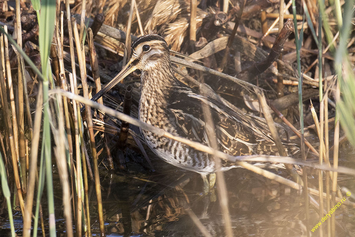  Gallinago gallinago Common Snipe