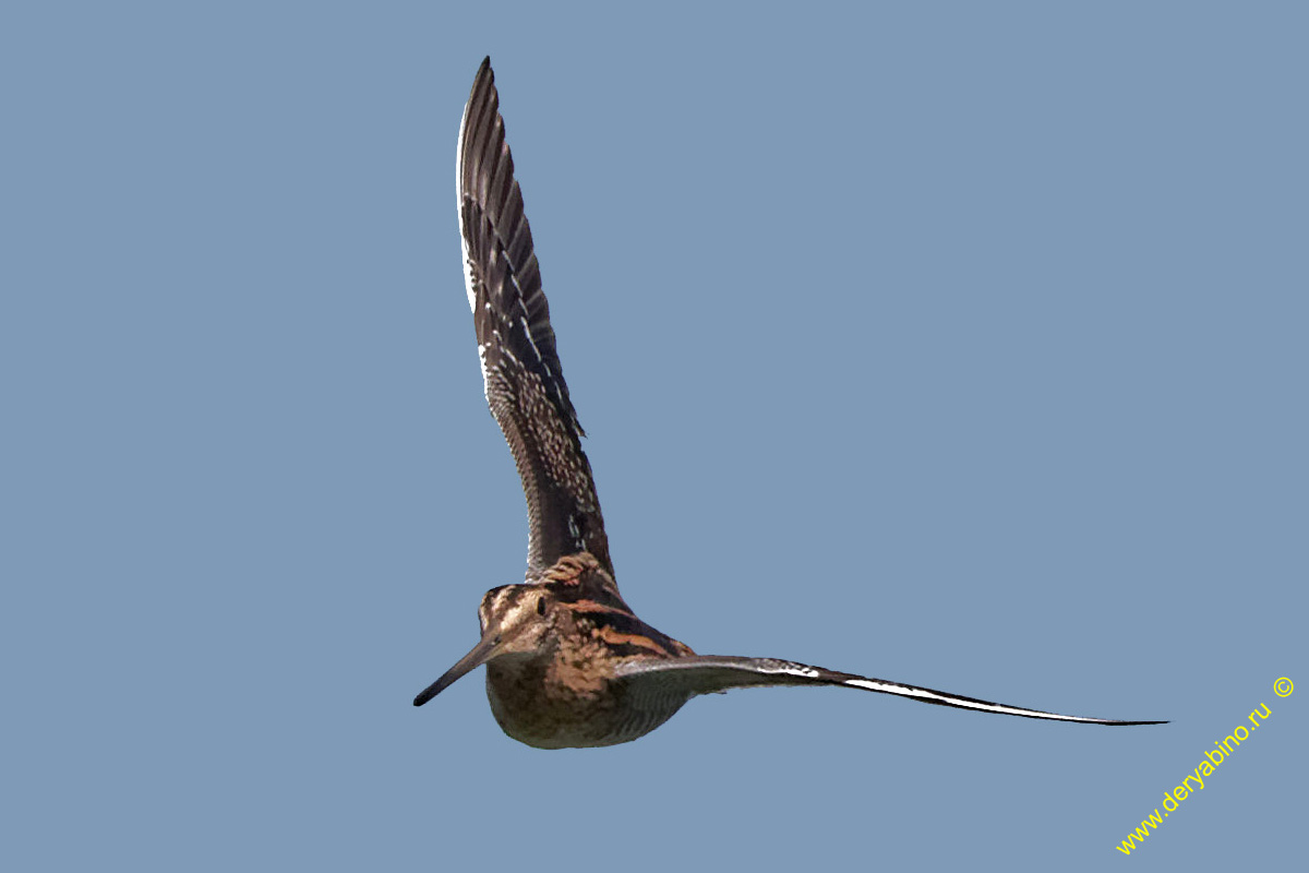  Gallinago gallinago Common Snipe