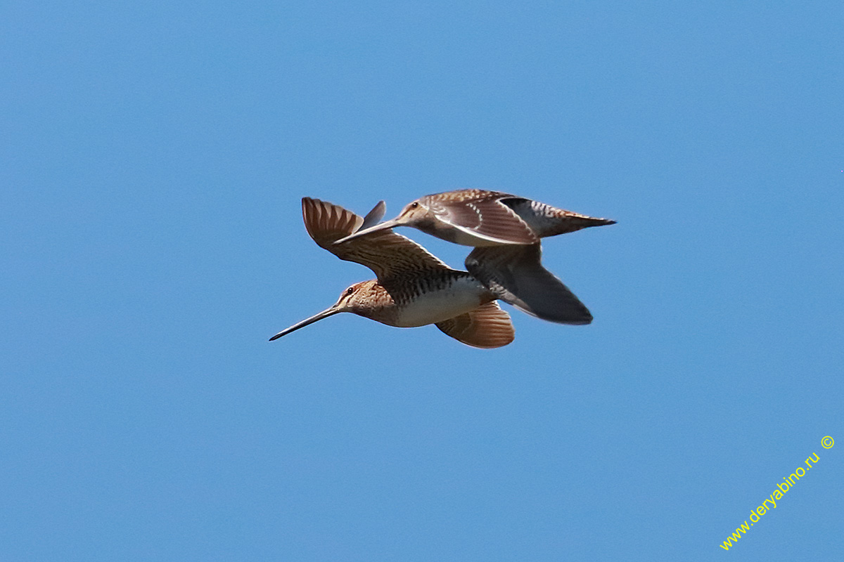  Gallinago gallinago Common Snipe