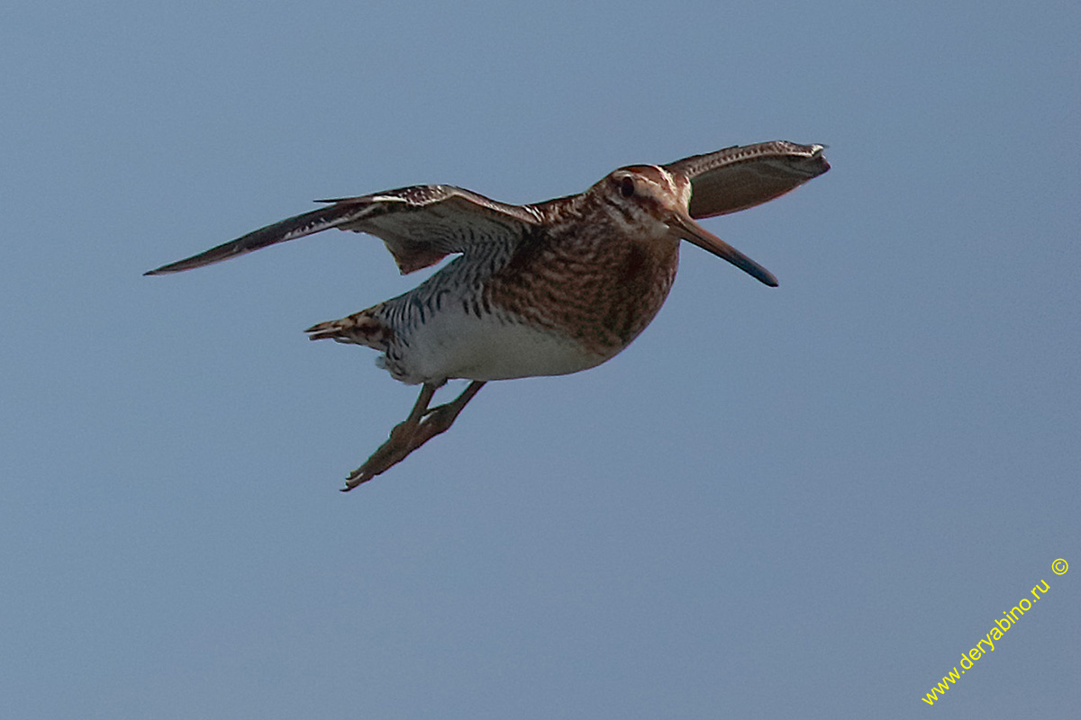  Gallinago gallinago Common Snipe