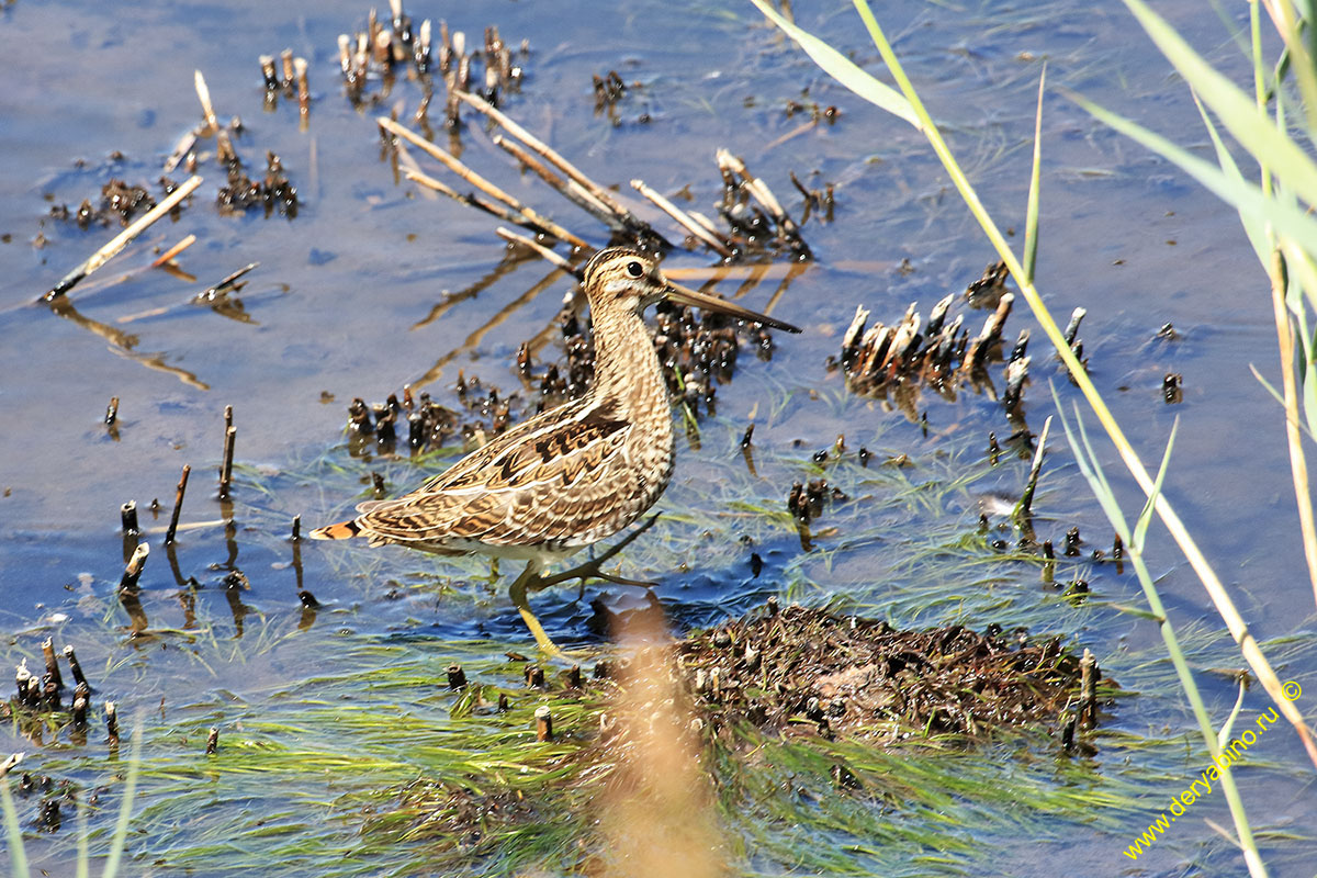  Gallinago gallinago Common Snipe