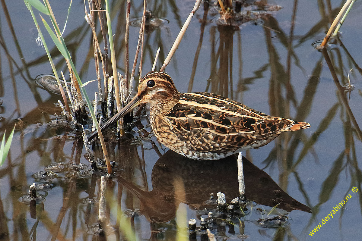  Gallinago gallinago Common Snipe