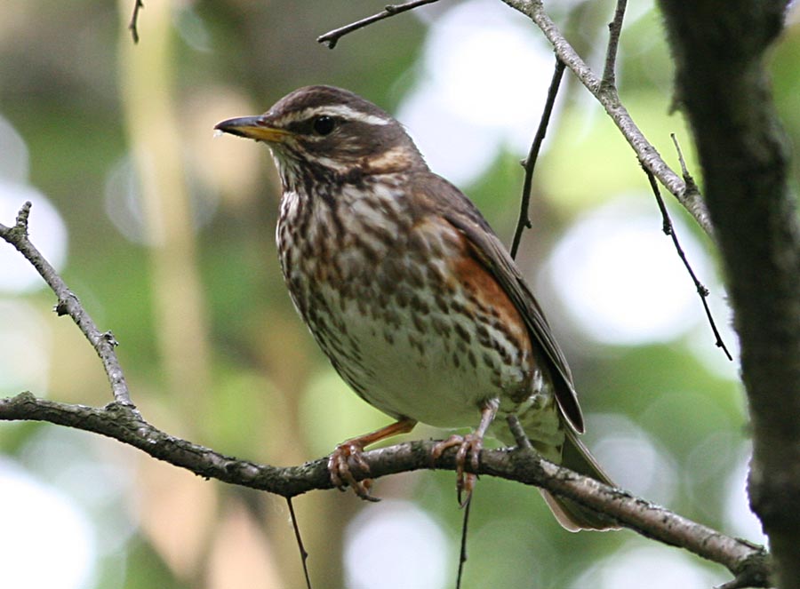  Turdus iliacus Redwing