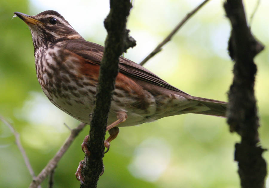  Turdus iliacus Redwing