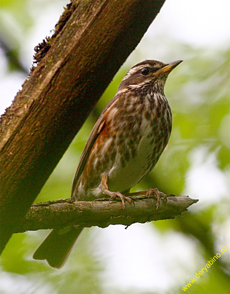  Turdus iliacus Redwing