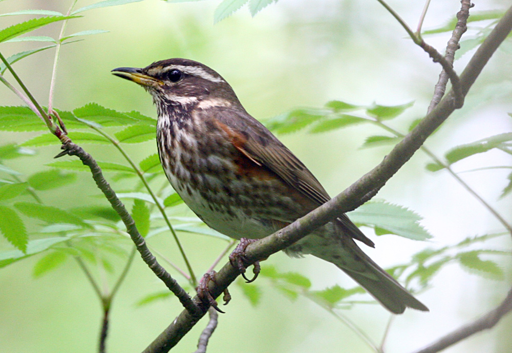  Turdus iliacus Redwing