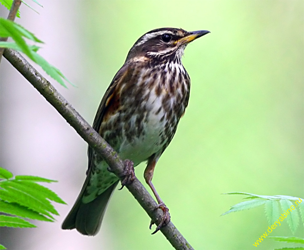  Turdus iliacus Redwing