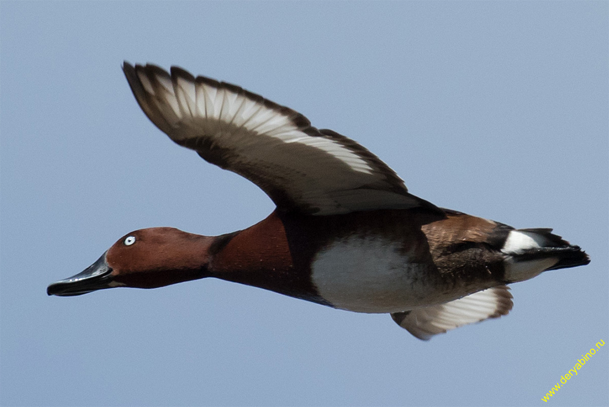   Aythya nyroca Ferruginous Duck