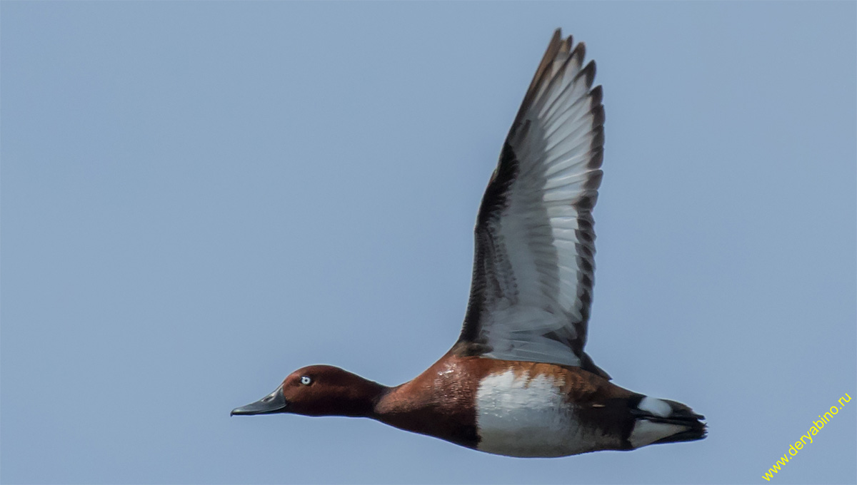   Aythya nyroca Ferruginous Duck