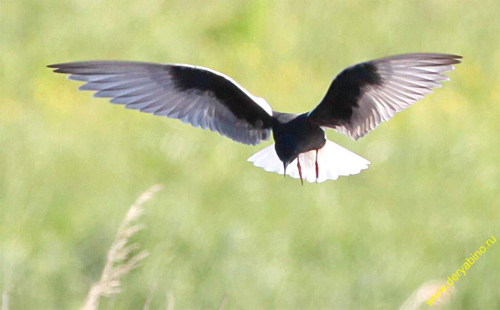   Chlidonias leucopterus White-winged tern