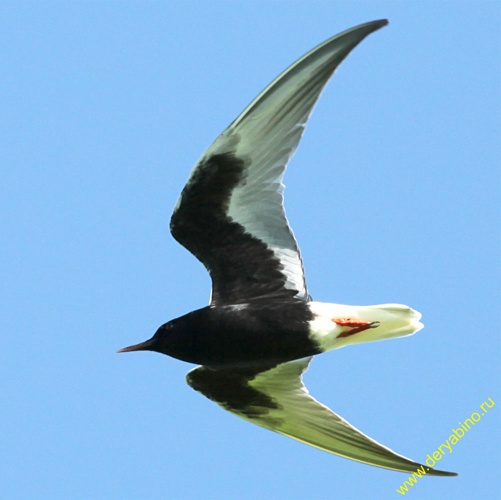   Chlidonias leucopterus White-winged tern