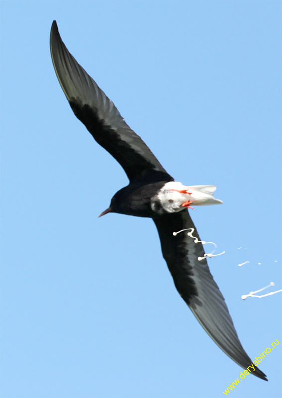   Chlidonias leucopterus White-winged tern