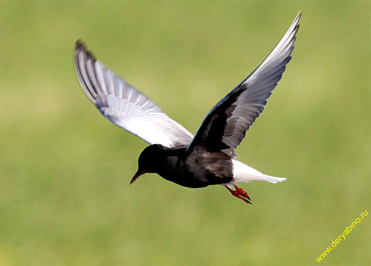   Chlidonias leucopterus White-winged tern