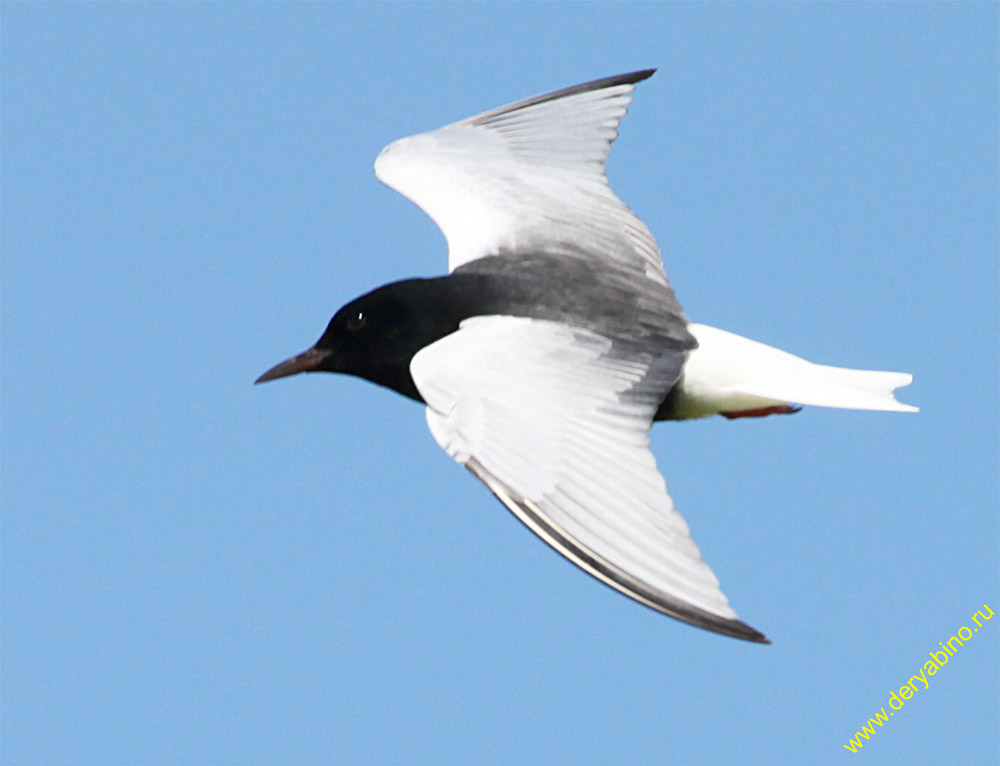   Chlidonias leucopterus White-winged tern