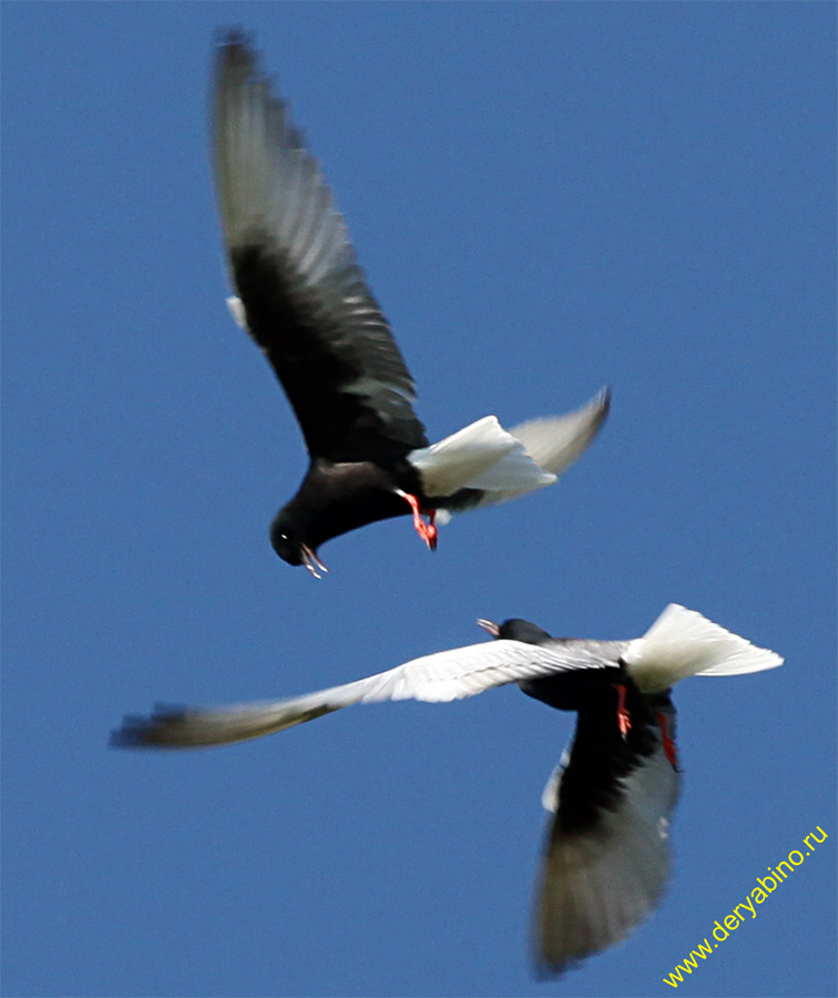   Chlidonias leucopterus White-winged tern