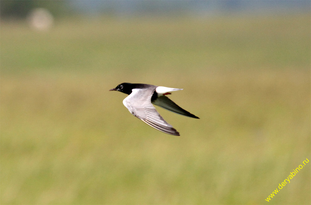   Chlidonias leucopterus White-winged tern