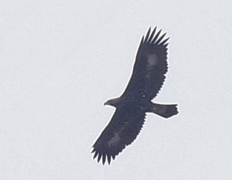  Aquila chrysaetos Golden eagle