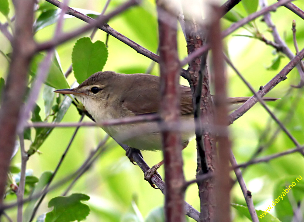   Acrocephalus palustris Marsh Warbler