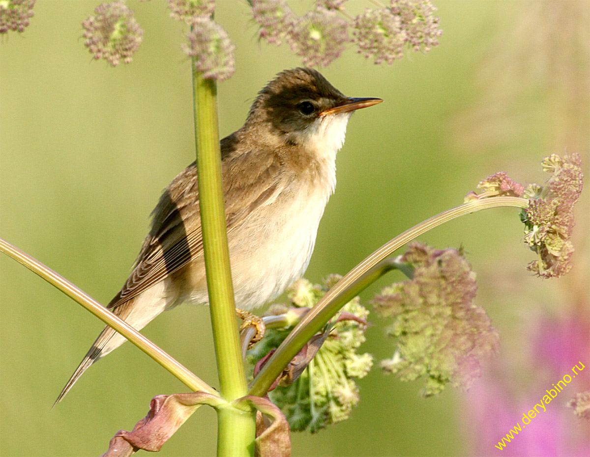   Acrocephalus palustris Marsh Warbler