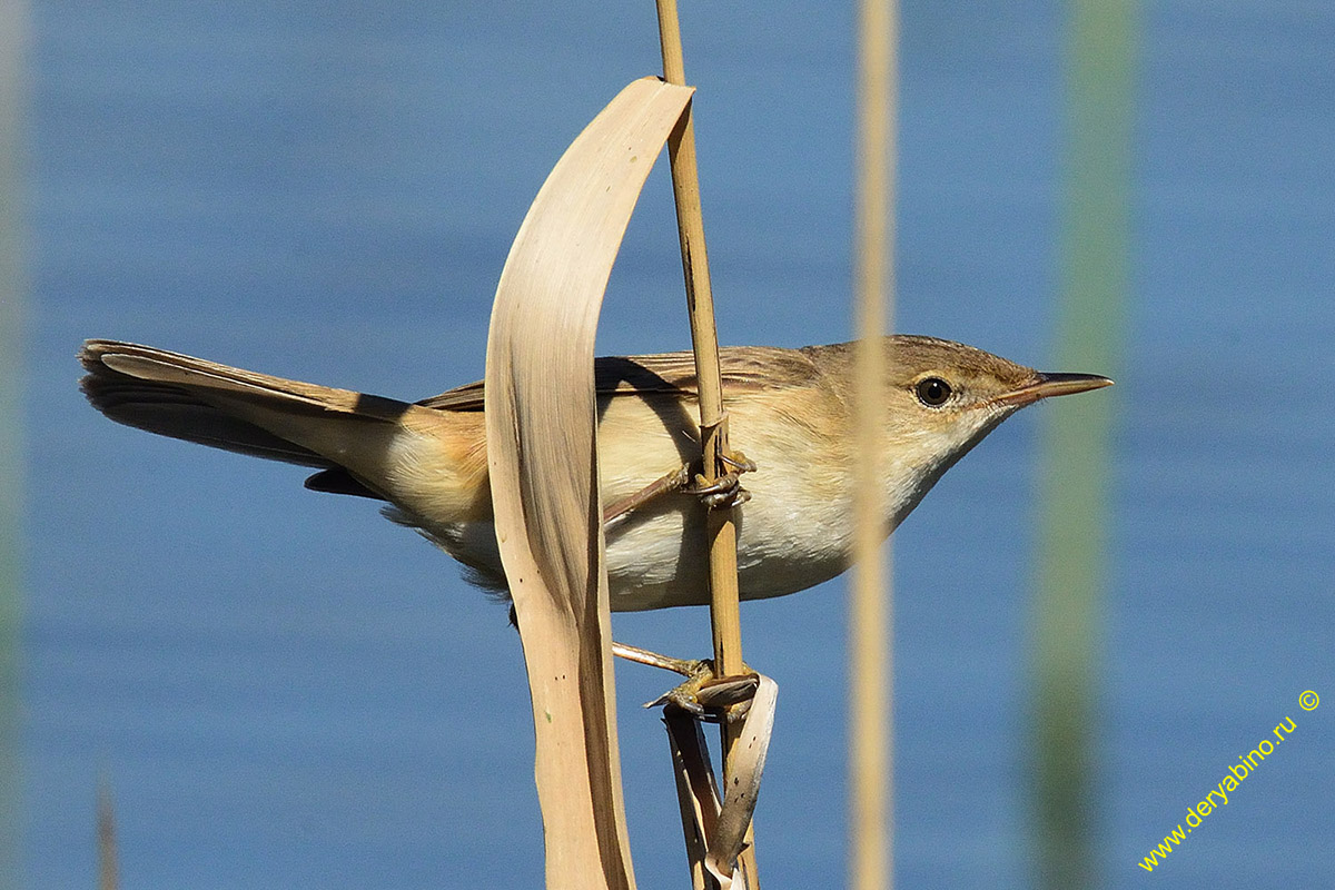   Acrocephalus palustris Marsh Warbler