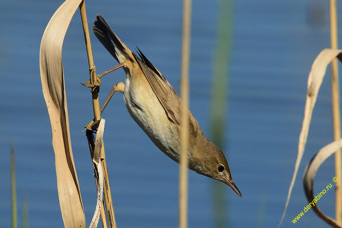   Acrocephalus palustris Marsh Warbler