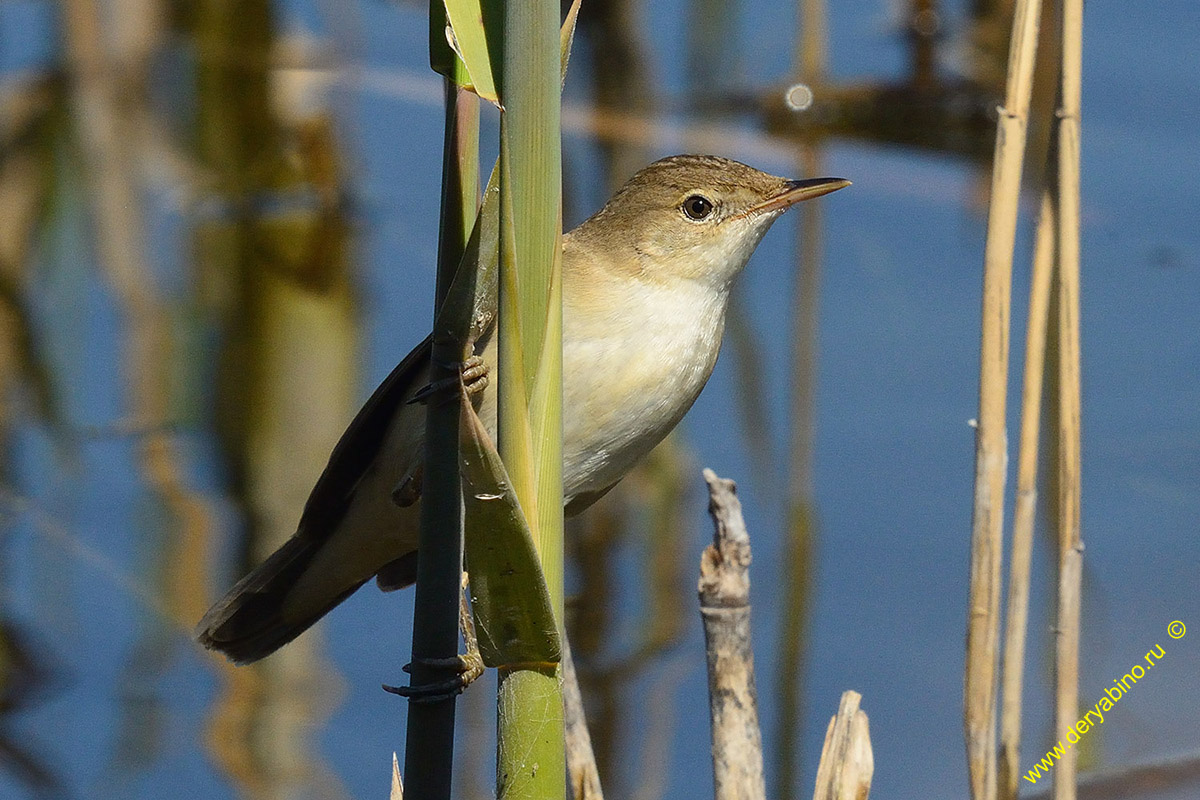   Acrocephalus palustris Marsh Warbler