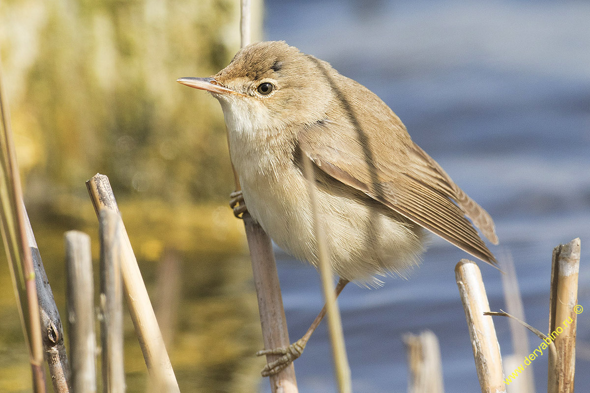   Acrocephalus palustris Marsh Warbler