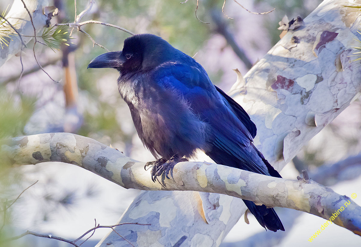   Corvus macrorhynchos Jungle crow