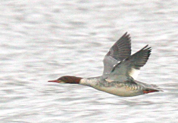   Mergus merganser Goosander