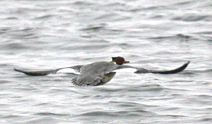   Mergus merganser Goosander