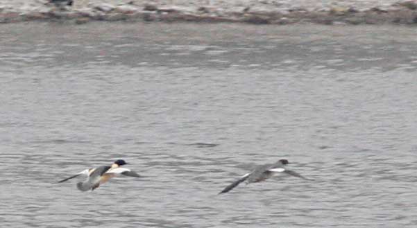   Mergus merganser Goosander