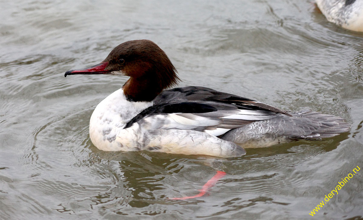   Mergus merganser Goosander