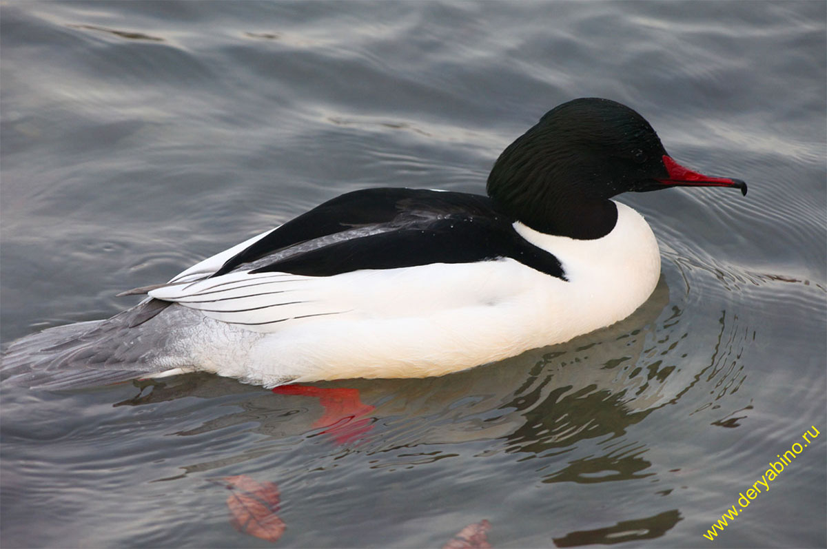   Mergus merganser Goosander